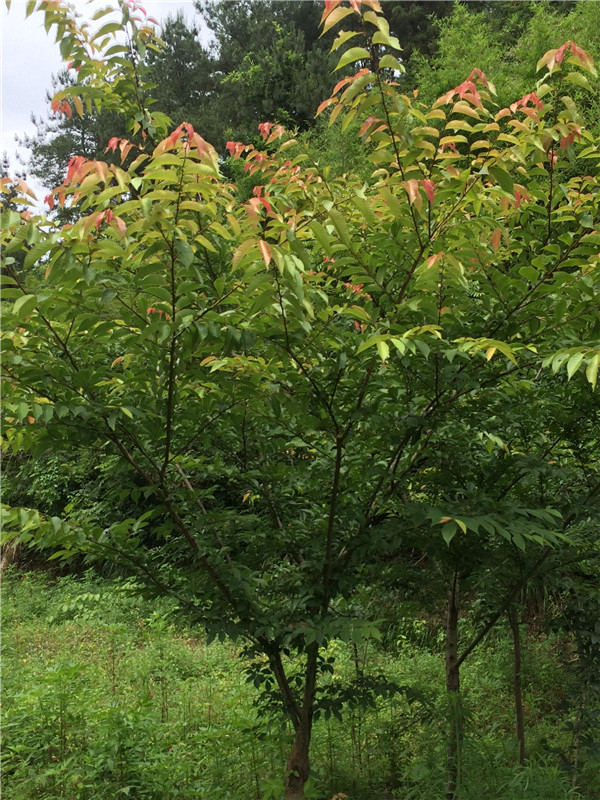 �P��ӡ�l�����йŘ���ľ���o�����k������ͨ...