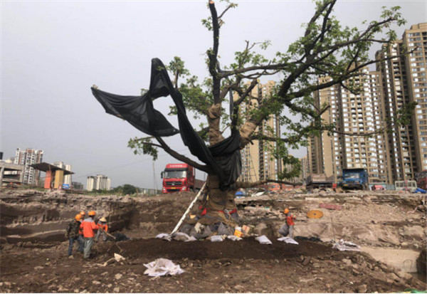 �ؑc�S���ɹ���ֲ