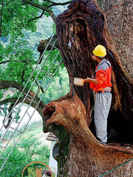 �Ř���ľ�ճ��B�o